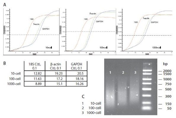 Amplification Qualitative Test