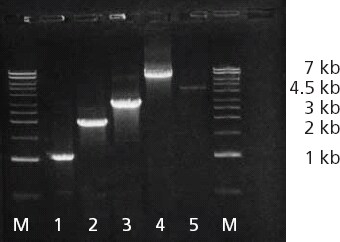 Amplification of 1, 2, 3, and 7 kb fragments and a 4.5 kb human genomic DNA using the ReadyMix Taq