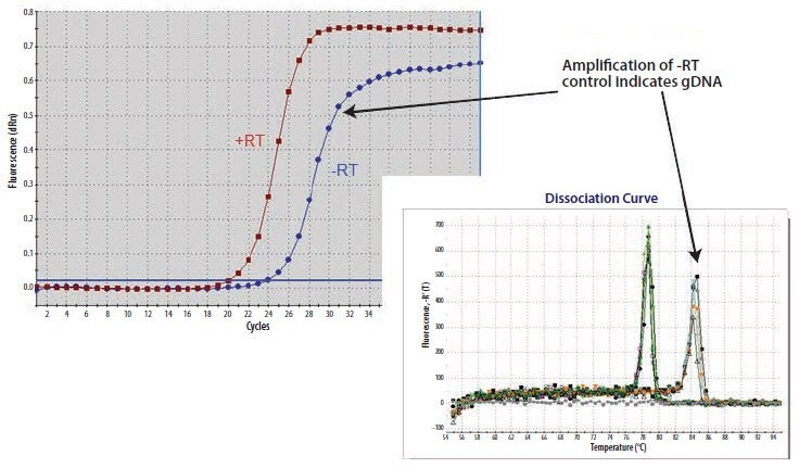  Identifying a larger amplicon that has resulted from PCR of gDNA.