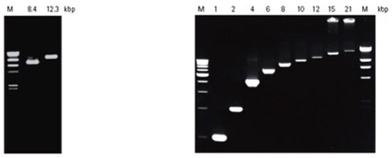 KOD Hot Start Genomic and Lambda DNA Amplification