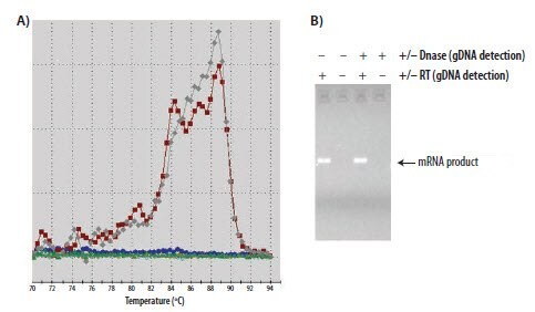 A melt profile and B) agarose gel analysis of a SYBR green I reaction