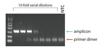 Primer dimers are evident on a gel resolution