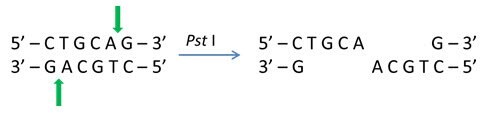 Cohesive 3' ends generated by Pst I