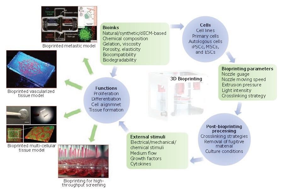 The essential components and applications of 3D bioprinting