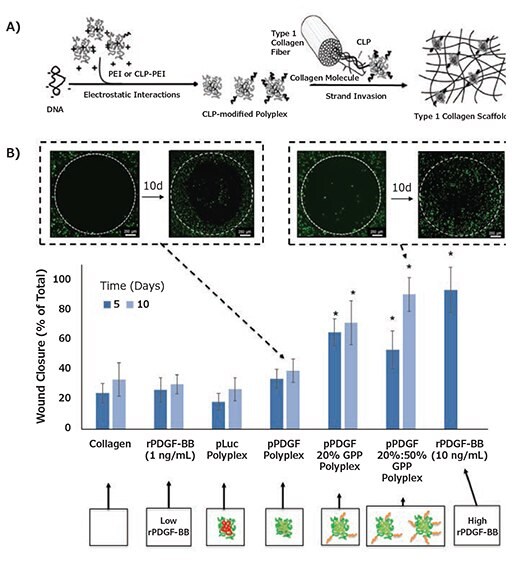Collagen-mediated pDNA complex delivery Collagen-mediated pDNA complex delivery A) Schematic of DNA/Collagen modification using CMP hybridization. B) CMP display promoted sustained PDGF-BB expression that resulted in >50% increases in % in vitro wound closure relative to collagen containing either low doses of rPDGF-BB or non-modified polyplexes encoding PDGF-B within 10 days. Reproduced from Reference 2 with permission from The Royal Society of Chemistry and Reference 3 with permissions.