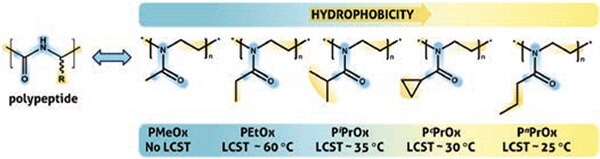 series of PAOx derivatives displays the structural analogy with natural polypeptides