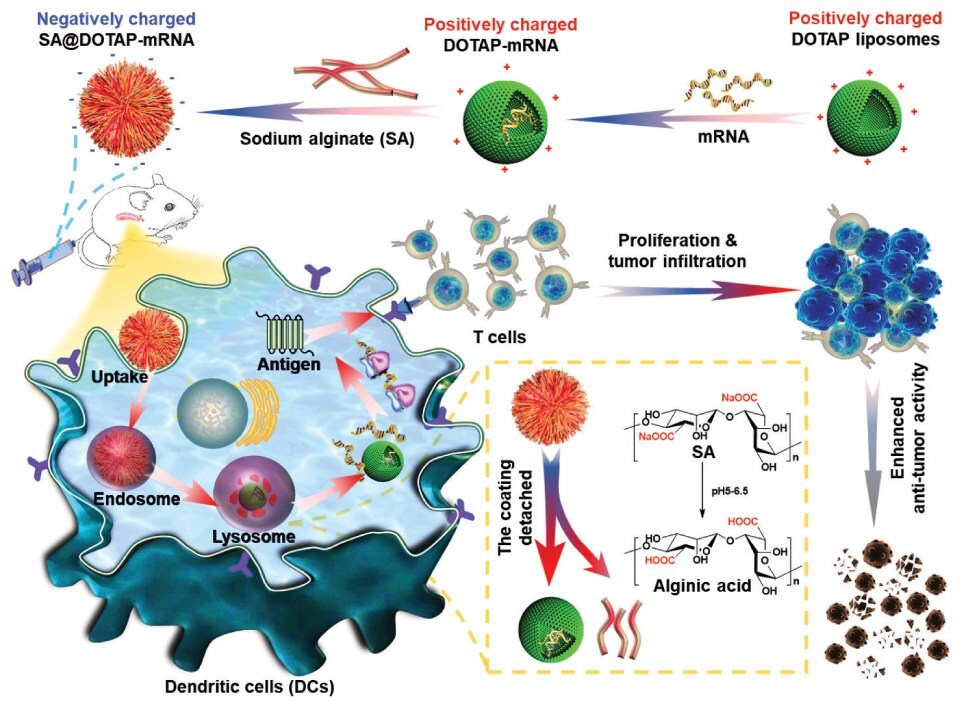 Negatively charged SA@DOTAP-mRNA-Preparation and mode of action Animowana grafika przedstawiająca etapy, począwszy od zielonych kulek reprezentujących liposomy DOTAP otoczone czerwonymi dodatnimi ładunkami na ich powierzchni, przyjmujących mRNA, a następnie powlekających liposomy DOTAP-mRNA alginianem sodu tworzącym ujemnie naładowany SA@DOTAP-mRNA przedstawiony jako włóknista kula pomarańczowej kuli i ostatecznie wstrzyknięty myszy. Dolna część przedstawia komórkę dendrytyczną zabarwioną na niebiesko, pokazując wychwyt pomarańczowego SA@DOTAP-mRNA przez komórkę, a następnie jego dostarczenie przez endosom do lizosomu, który odrywa powłokę alginianu sodu SA@DOTAP-mRNA uwalniając DOTAP-mRNA. Następnie mRNA tworzy antygen zainteresowania, który następnie aktywuje komórki T, które proliferują i infiltrują komórki nowotworowe, co skutkuje zwiększoną aktywnością przeciwnowotworową.