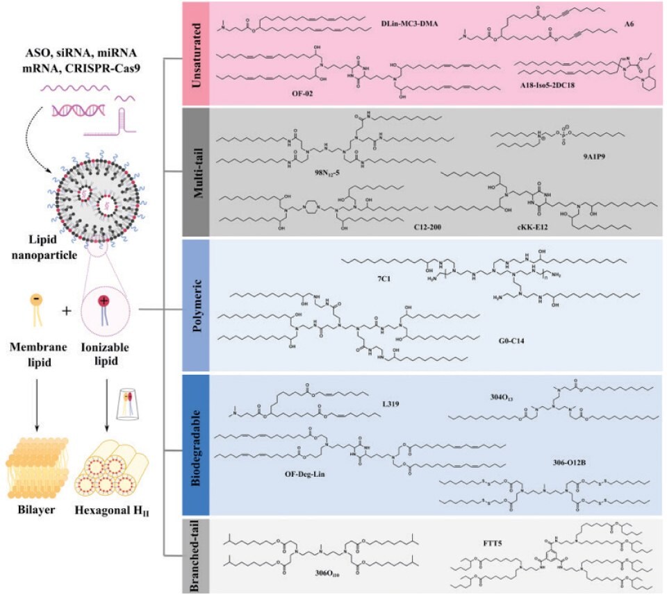 RNA-delivering ionizable lipids Nanocząstka lipidowa utworzona przez włączenie różnych typów mRNA do nanocząstki lipidowej. Rozdmuchana reprezentacja błony nanocząstki lipidowej pokazująca pary jonów w kształcie stożka utworzone przez anionowe fosfolipidy endosomalne (jasnożółty kolor) i protonowane jonizowalne lipidy (czerwona kula z dwoma niebieskimi ogonami), które zakłócają strukturę dwuwarstwową, aby uciec z endosomów. Po lewej stronie pokazano różne typy lipidów jonizujących dostarczających RNA, podzielone na podstawie ich struktury na nienasycone (zawierające nienasycone wiązania), wieloogonowe (zawierające więcej niż dwa ogony), polimeryczne (zawierające polimer lub dendrymer), biodegradowalne (zawierające biodegradowalne wiązania) i rozgałęzione (zawierające rozgałęziony ogon) z wieloma przykładami każdego z nich przedstawionymi wraz z ich strukturami.