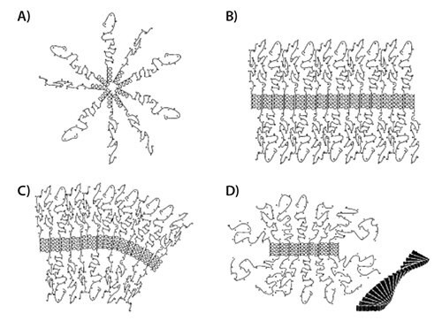 Self-assembly arrangement of PAA di- and triblock copolymers