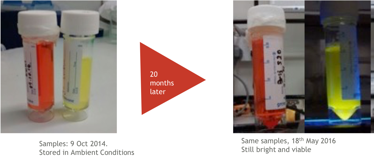 CPNs remain photostable for up to 24 months, retaining their immense fluorescence over a long period of storage.