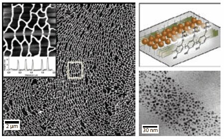 Self-assembled maze structures of gold nanoparticles. The structures were assembled at the air-water interface by co-spreading gold nanoparticles together with an amphiphilic polymer. AFM overview of the maze structure (left), illustration of the self-assembly process (top right) and high resolution TEM of a wire consisting of gold nanoparticles.