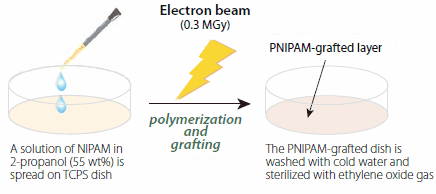 Schematic of the preparation procedure for poly(N-isopropylacrylamide)- grafted cell culture dishes.