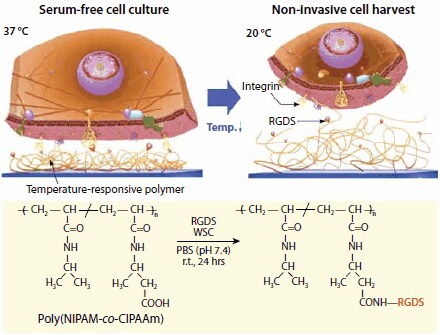 Schematic illustration of the temperature-responsive affinity control between integrin receptors and RGDS (Arg-Gly-Asp-Ser) peptides