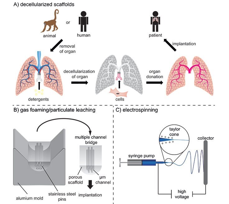  Fabrication of tissue constructs in different sizes and complexities