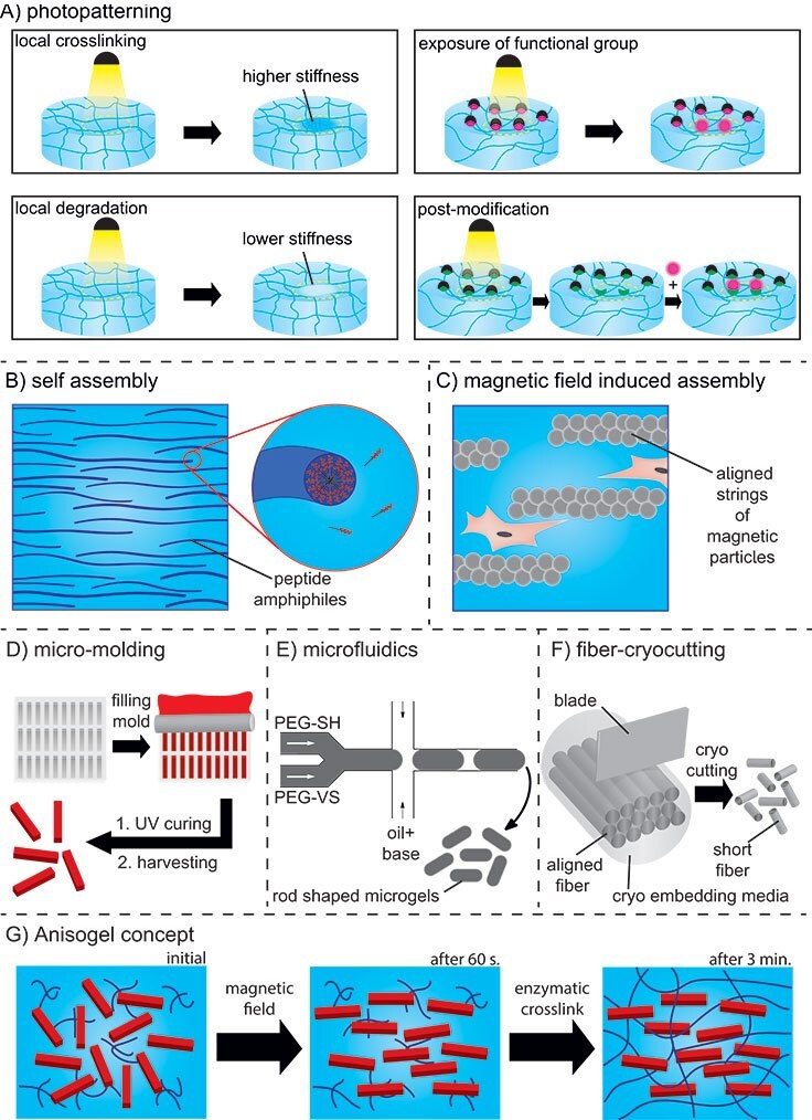 Technologies to induce hierarchy and orientation into hydrogels