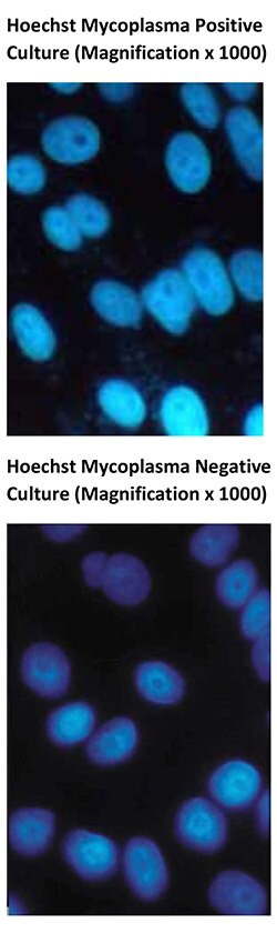 Hoechst Mycoplasma