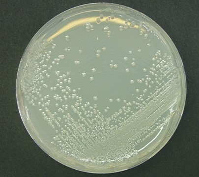 Alicyclobacillus acidoterrestris DSM 2498 on BAT agar Alicyclobacillus acidoterrestris DSM 2498 colonies grown on a petri dish with BAT agar