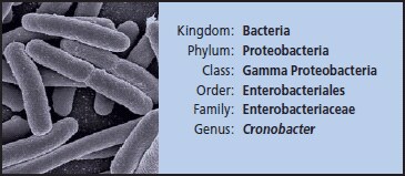 Bacteria