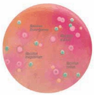HiCrome™ Bacillus Agar HiCrome™ Bacillus Agar