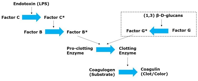 LAL assay test principle.