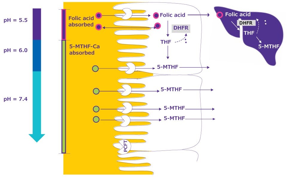 Methylfolate | As the pH increases along the intestine, the rate of folic acid absorption declines compared to that of 5-MHTF