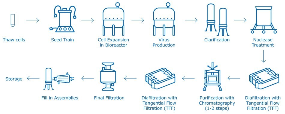 Manufacturing process for attenuated viral vaccines A generic attenuated viral vaccine manufacturing process, including cell culture (seed train and bioreactor production), purification (nuclease treatment, clarification, TFF, chromatography), final filtration and final fill steps.