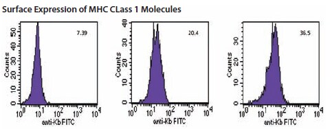 Flow cytometry plots of MHC class I (Kb) expression on RMA-S cells Flow cytometry plots of MHC class I (Kb) expression on RMA-S cells