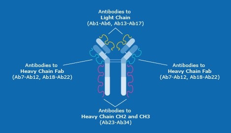 Distribution of the 34 antibodies in the Antibody Array