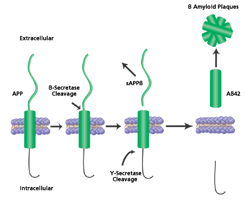 Cleavage of Amyloid Precursor Protein. Amyloid precursor protein (APP) is sequentially cleaved first by β-secretase (BACE1) and then by γ-secretase to form soluble amyloid precursor protein β (sAppβ) and the amyloid β42 peptide fragment (Aβ42). The Aβ42 fragments then aggregate and form the extracellular senile plaques common to Alzheimer’s disease. Cleavage of Amyloid Precursor Protein