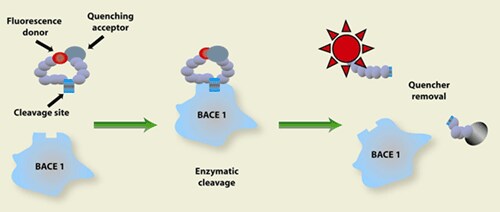 Principle of the Assay. The substrate is linked to a fluorescent dye on one end and to a quenching group on its other end. The fluorescence of the substrate is significantly reduced due to intramolecular resonance energy transfer to the quenching group. Upon substrate cleavage by the enzyme, there is a disturbance of the energy transfer resulting in the enhancement of the fluorescent signal. Principle of the Assay