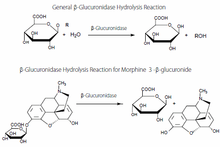 β-Glucuronidase is routinely used to hydrolyze xenobiotic glucuronide metabolites to increase volitility and organic solvent solubility prior to GC analysis.