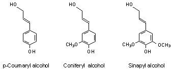 Lignin monomers image