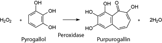 Pyrogallol purpurogallin schema