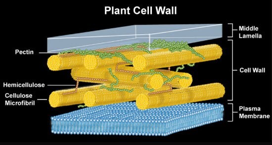 Plant Cell Wall