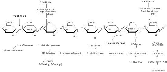 Rhamnogalacturonan II image