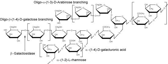 Rhamnogalacturonan I image