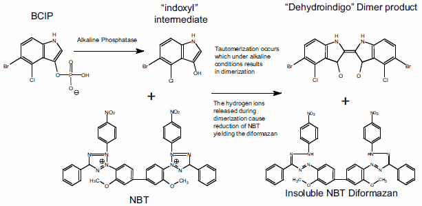 Fast Red TR/Naphtol AS-MX and TR phosphate