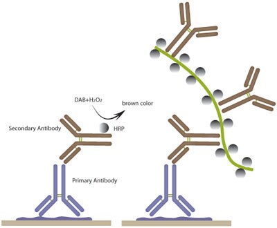 Schematic figure of the immunohistochemical staining reaction. Prestige Antibodies are used as primary antibodies and the secondary antibody is labeled with the enzyme HRP. HRP forms a complex with the substrate H2O2 and in the presence of the chromogen DAB, a brown color can be visualized using light microscopy. The signal can be amplified using an enzyme-linked dextran polymer (figure to the right). Immunohistochemical Staining Reaction