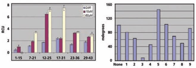 <b>Binding Analysis of Antibodies to Immobilized Peptides</b> Binding of phosphotyrosine-specific (left) and phosphothreonine-specific (right) antibodies to peptides immobilized on the affinity chip. Binding Analysis of Antibodies to Immobilized Peptides Binding of phosphotyrosine-specific (left) and phosphothreonine-specific (right) antibodies to peptides immobilized on the affinity chip.