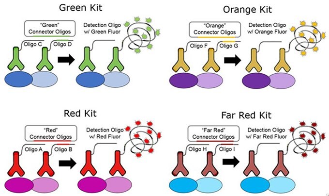 Directly conjugated primary antibodies