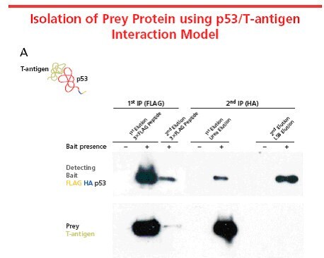 Isolation of prey portein using p-53/T-Antigen Intraction model