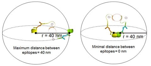 Maximum and minimum distances between epitopes