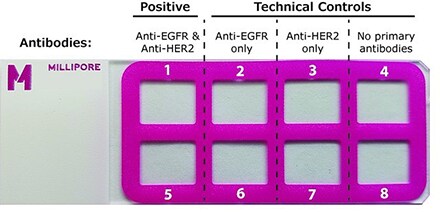 Duolink® PLA Control Kit – PPI slide layout and sample placement