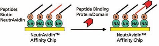 Schematic Diagram of the Assay Schematic Diagram of the Assay