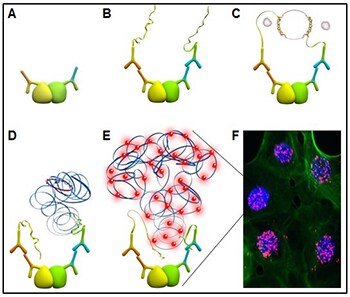  Schematic of a Duolink® PLA reaction. (A) Two primary antibodies recognize specific protein(s) of interest in the cell. The yellow and green globules represent two epitopes of a single protein or epitopes on two different proteins that are interacting. (B) Secondary antibodies coupled with oligonucleotides (PLA probes) bind to the primary antibodies. (C) When the PLA probes are in close proximity, connector oligos join the PLA probes and become ligated. (D) The resulting closed, circular DNA template becomes amplified by DNA polymerase. (E) Complementary detection oligos coupled to fluorochromes hybridize to repeating sequences in the amplicons. (F) PLA signals are detected by fluorescent microscopy as discrete spots and provide the intracellular localization of the protein or protein interaction.