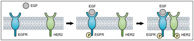 Schematic of EGFR-HER2 dimerization.