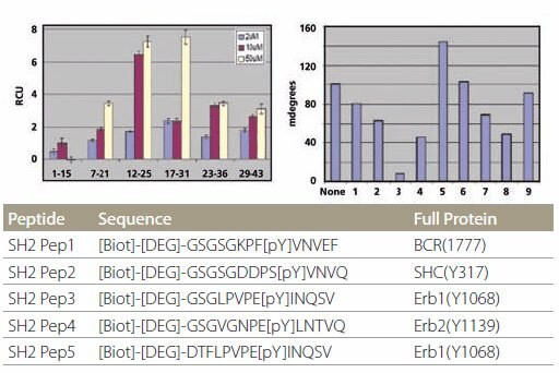 <b>Specificity of SH2 Domain Building</b> Specificity of SH2 domain binding. The peptides are plotted in the same order as the list on the table. Peptides designated with “C” are control peptides. The different color bars represent different protein concentrations. Specificity of SH2 Domain Building Specificity of SH2 domain binding. The peptides are plotted in the same order as the list on the table. Peptides designated with “C” are control peptides. The different color bars represent different protein concentrations.