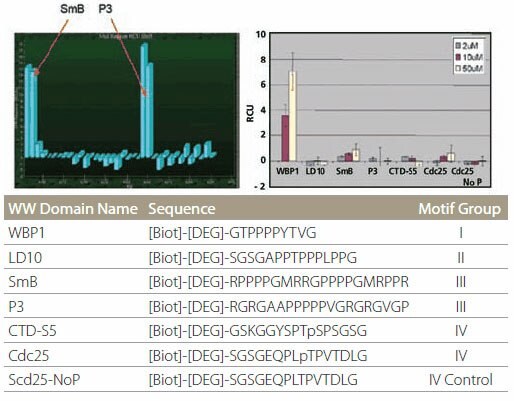 <b>Specificity of WW Domain Binding</b> Specificity of WW domain binding. The color bars represent different protein concentrations. Specificity of WW Domain Binding Specificity of WW domain binding. The color bars represent different protein concentrations.
