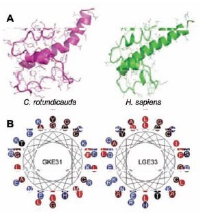 (A) Molecular models. Predicted structures of C. rotundicauda and human C3a proteins. Human C3a is represented by the corresponding part in the crystal structure of human C3 (PDB code 2A73). (B)Helical wheel representation of the C3a-deruived C-terminal peptides GKE31 from C. rotundicauda and LGE33 from humans Molecular models