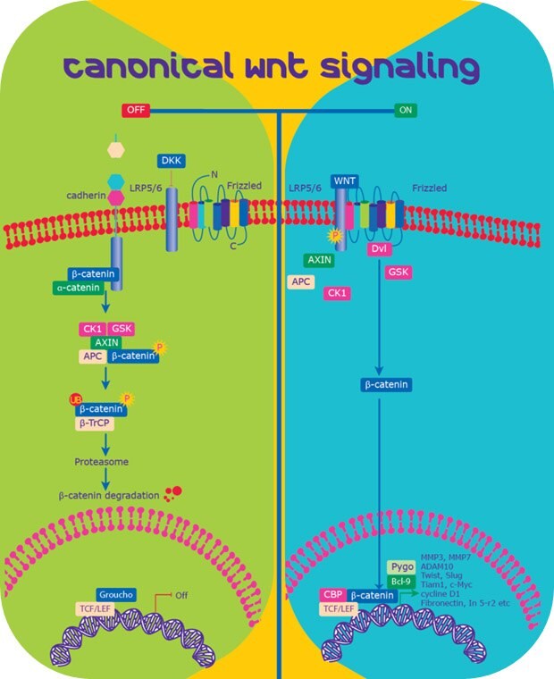 Wnt /β-Catenin signaling pathway